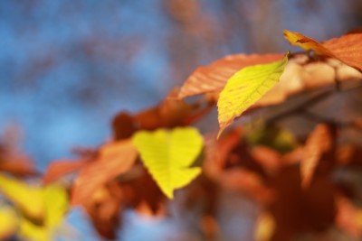 brown county indiana autumn leaves